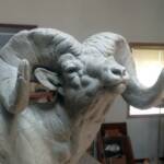 Bighorn Sheep - Facial Study